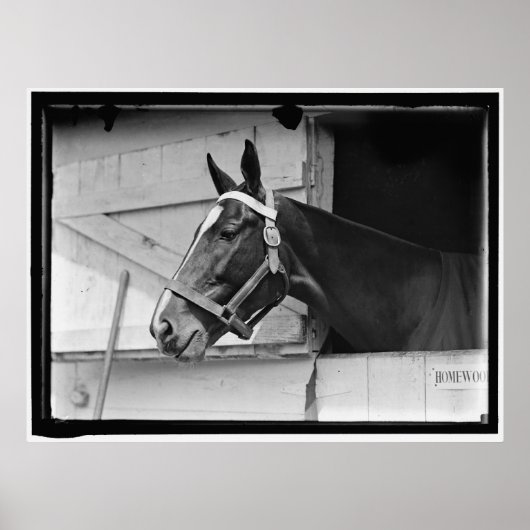 Poster Cheval vintage 1913 (Devant)