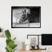 Poster Cheval vintage 1913 (Bureau à domicile)