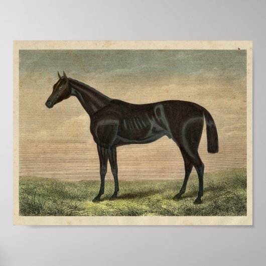 Poster Cheval vintage Imprimer 1873 Précurseur (Devant)