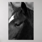 Poster Cheval wapcn (Devant)