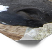 Poster Cheval Whisperer (Coin)