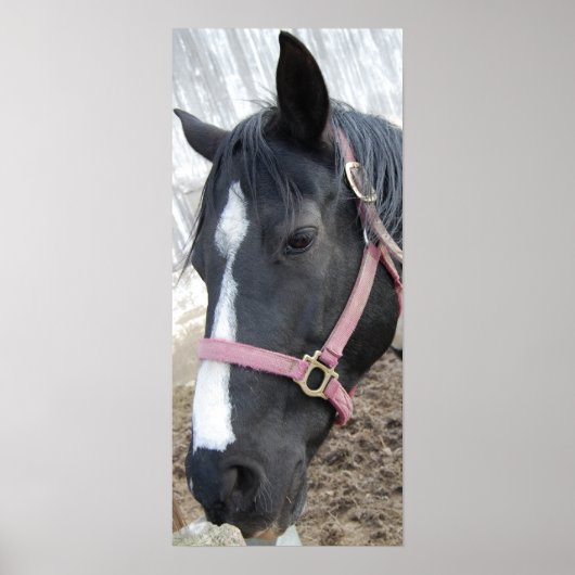 Poster Cheval Whisperer (Devant)