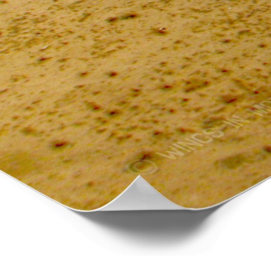 POSTER CHEVALIER DE MER CH-46E (Coin)