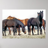 POSTER CHEVAUX (Devant)