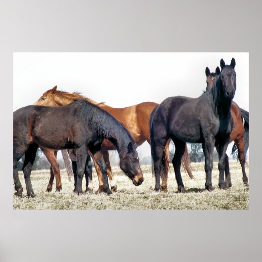 POSTER CHEVAUX (Devant)