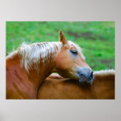 Poster Chevaux (Devant)