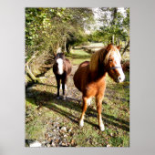 POSTER CHEVAUX (Devant)