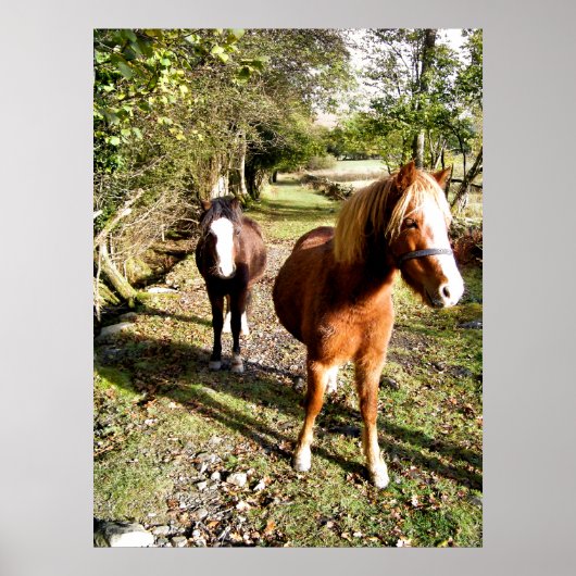 POSTER CHEVAUX (Devant)