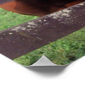 Poster Chevaux (Coin)