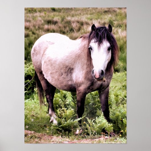POSTER CHEVAUX (Devant)