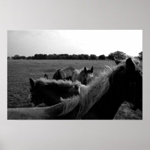 Poster Chevaux