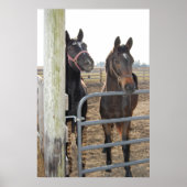 Poster Chevaux (Devant)