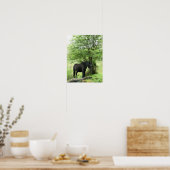 POSTER CHEVAUX (Cuisine)