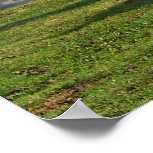 Poster Chevaux (Coin)