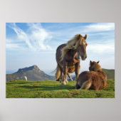 Poster Chevaux (Devant)