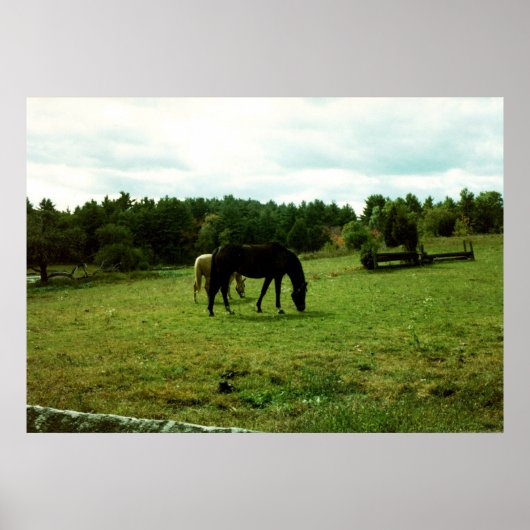 Poster Chevaux (Devant)