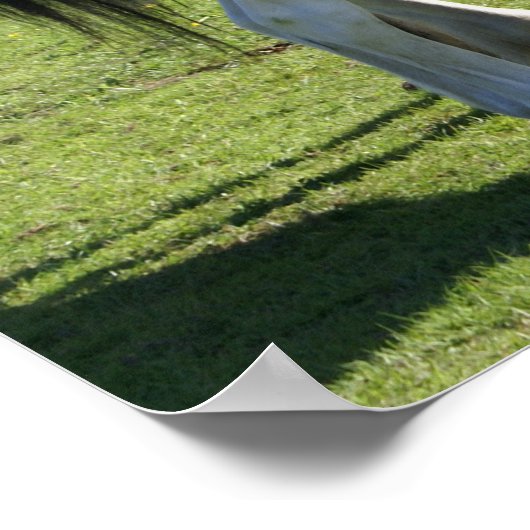 Poster Chevaux (Coin)