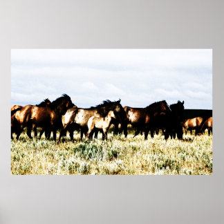 Poster chevaux