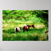 POSTER CHEVAUX (Devant)