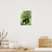 POSTER CHEVAUX (Cuisine)