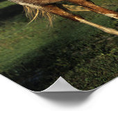 Poster Chevaux Appaloosa (Coin)