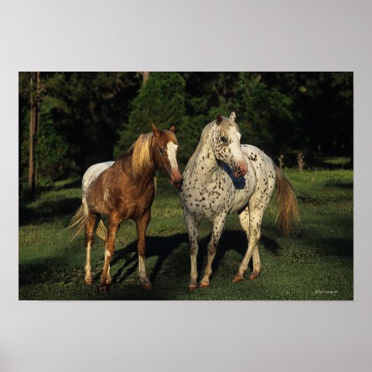 Poster Chevaux Appaloosa (Devant)