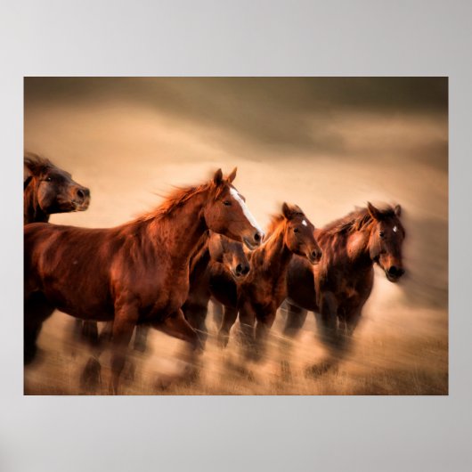Poster Chevaux au galop (Devant)