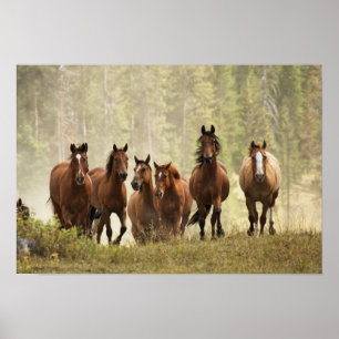 Poster Chevaux au sommet d'une petite colline pendant le