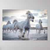 Poster Chevaux blancs (Devant)