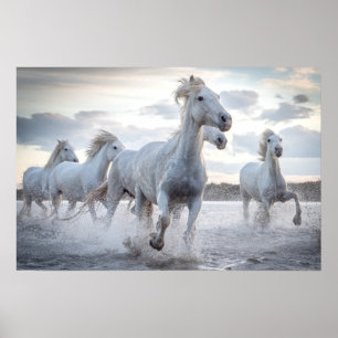 Poster Chevaux blancs