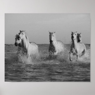 Poster Chevaux blancs, océan, photo noir et blanc