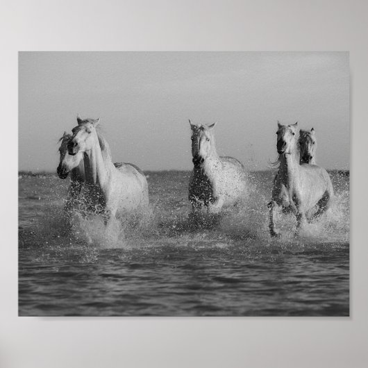Poster Chevaux blancs, océan, photo noir et blanc (Devant)