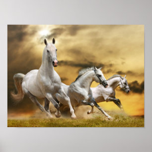 Poster Chevaux blancs sauvages