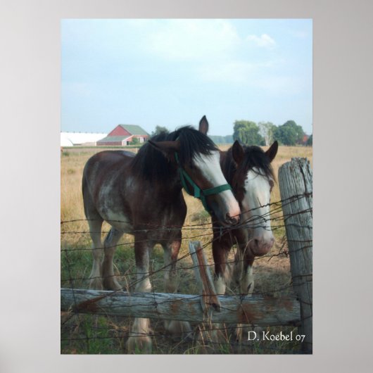 Poster Chevaux Clydesdale (Devant)