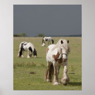 Poster Chevaux Clydesdale dans un champ, Northumberland,