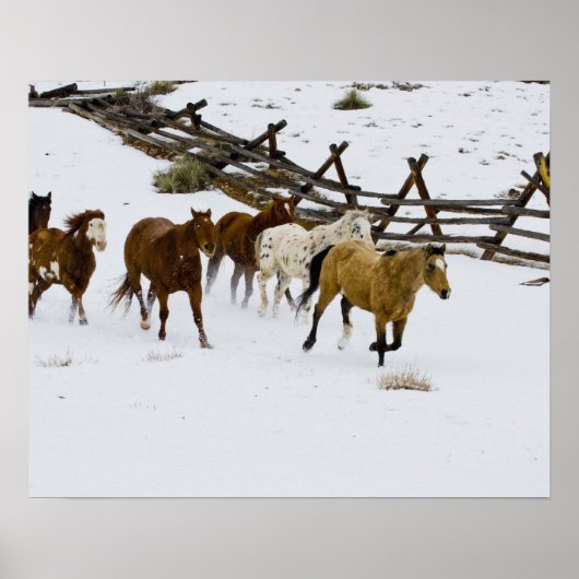Poster Chevaux courant dans la neige (Devant)