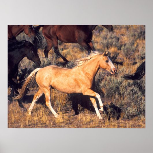 Poster Chevaux courant dans un ranch Ponderosa (Devant)