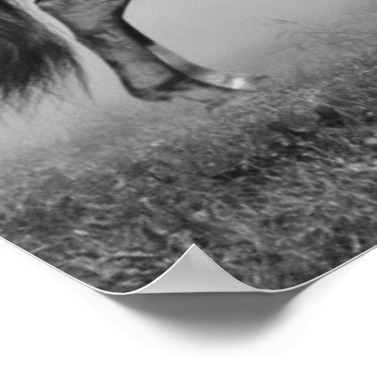 Poster Chevaux courir (Coin)