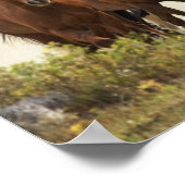 Poster Chevaux cresting petite colline pendant la rafle, (Coin)