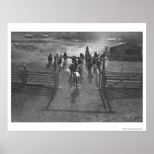 Poster Chevaux dans le corral (Devant)