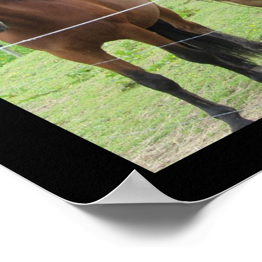 Poster Chevaux dans le pâturage (Coin)