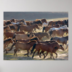 Poster Chevaux dans le ranch, Mongolie intérieure, Chine
