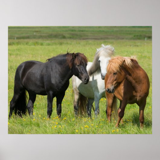 Poster Chevaux dans le ranch, sud de l'Islande (Devant)