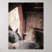 Poster Chevaux dans une grange lors d'un jour pluvieux (Devant)