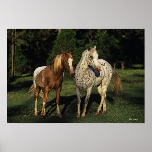 Poster Chevaux d'Appaloosa