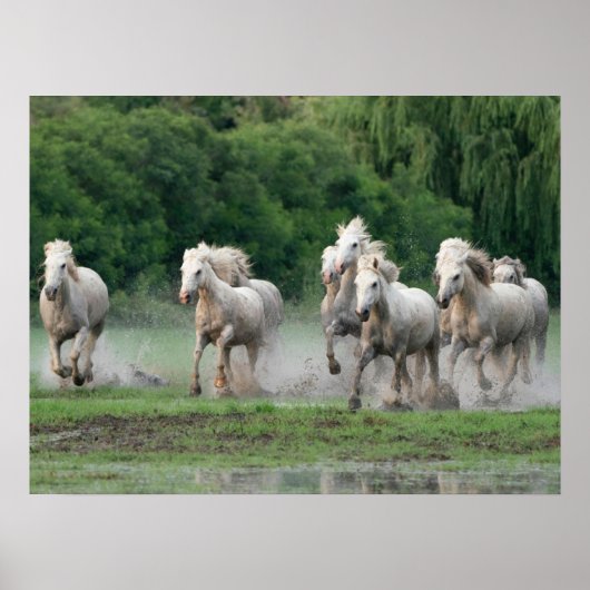 Poster Chevaux de Camargue courant dans l'eau (Devant)