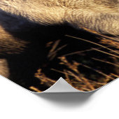 Poster Chevaux de Camargue (Eguus caballus) (Coin)