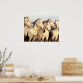 Poster Chevaux de Camargue (Eguus caballus) (Cuisine)