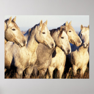 Poster Chevaux de Camargue (Eguus caballus)