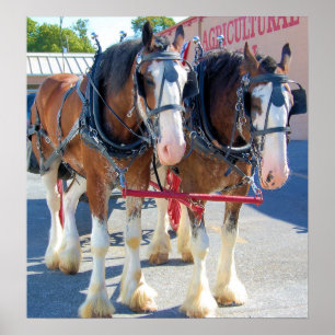 Poster Chevaux de Clydesdale